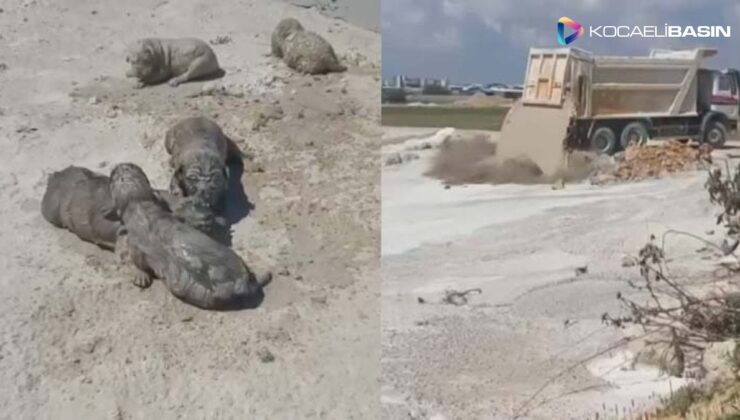 Antalya’da yavru köpek katliamı: Üzerine beton döktüler