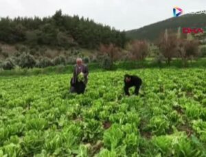 GAZİANTEP’TE, ÜRETİCİNİN MARULU TARLADA KALDI