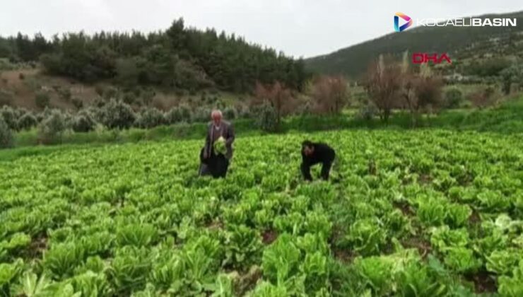 GAZİANTEP’TE, ÜRETİCİNİN MARULU TARLADA KALDI