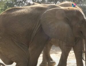 Uluslararası bir operasyonla ameliyat edilen Noor Jehan adlı fil öldü
