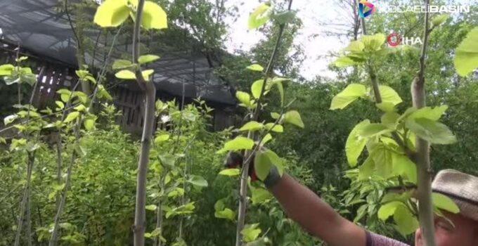 Ağaç ve çiçek bakımının püf noktaları