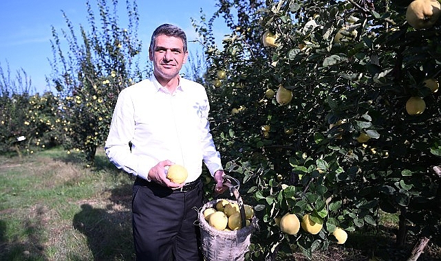 Hasat Başladı, Şimdi Eşme Ayva Festivali Zamanı