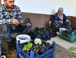 İzmir Büyükşehir Belediyesi 10 ton Kavacık üzümü dağıtıyor