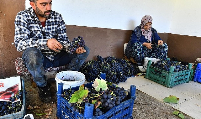 İzmir Büyükşehir Belediyesi 10 ton Kavacık üzümü dağıtıyor