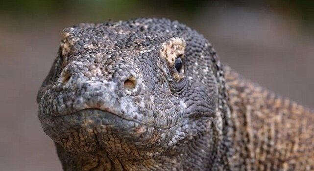 Muhteşem Komodo Ejderi’nin Dünyasında Bir Yolculuğa Çıkartan ‘Ejderhalar Ortaya Çıkıyor’ 27 Ekim Pazar Günü 20.00’de National Geographic WILD Ekranlarında!