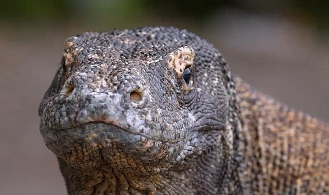 Muhteşem Komodo Ejderi’nin Dünyasında Bir Yolculuğa Çıkartan ‘Ejderhalar Ortaya Çıkıyor’ 27 Ekim Pazar Günü 20.00’de National Geographic WILD Ekranlarında!