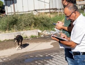 Sahipsiz Köpek Popülasyonu Yönetimi İzmir Eylem Planı uygulanıyor