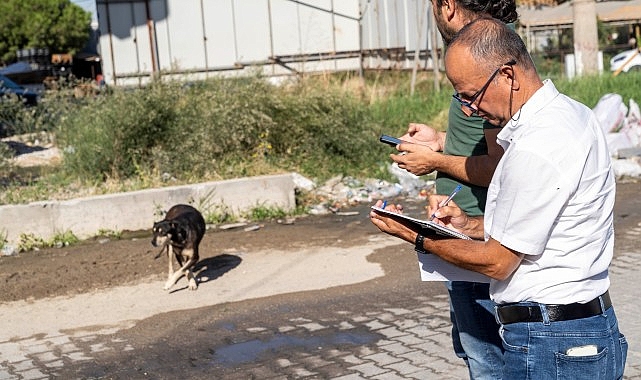 Sahipsiz Köpek Popülasyonu Yönetimi İzmir Eylem Planı uygulanıyor