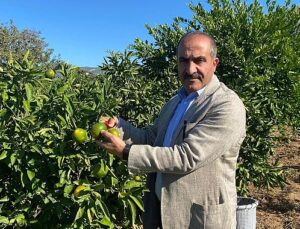 Satsuma mandalinanın ihracat yolculuğu 18 Ekim’de başlıyor