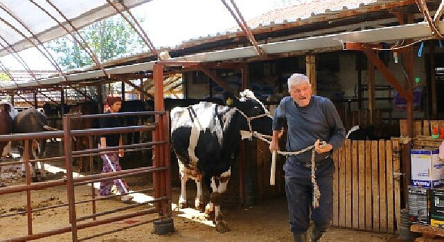 Büyükşehir Belediyesi’nin hayvan üreticilerine desteği sürüyor