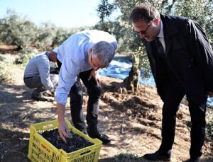 Mudanya Belediyesi zeytin üreticisinin yanında