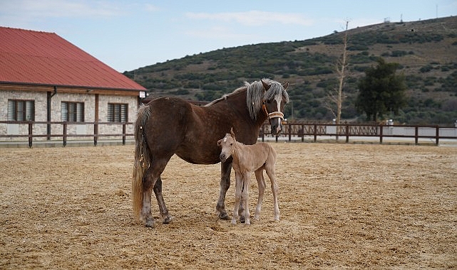 Alia Park’ın İlk Tayı Dünyaya Geldi