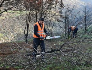 Çiğli Belediyesi Orman Yangınının İzlerini Silmek İçin Seferber Oldu