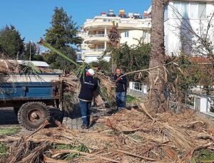 Didim Belediyesi ilçedeki ağaçların kış bakımlarını gerçekleştiriyor