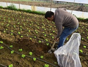 Hümik Asit Uygulamasıyla Verimli Topraklar, Sağlıklı Ürünler