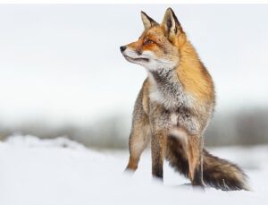 İlgi Çekici Hikayesiyle “Vahşi Transilvanya: Drakula’nın Gizli Krallığı” 15 Aralık Pazar Günü 20.00’da National Geographic WILD Ekranlarında!