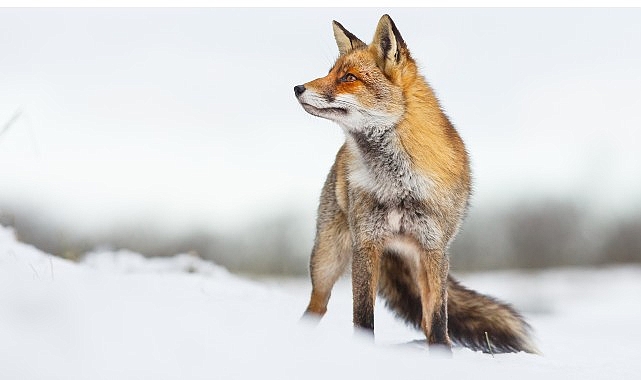 İlgi Çekici Hikayesiyle “Vahşi Transilvanya: Drakula’nın Gizli Krallığı” 15 Aralık Pazar Günü 20.00’da National Geographic WILD Ekranlarında!