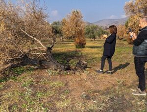 İzmir Büyükşehir yanan zeytin ağaçlarının yaşatılması için çalışma başlattı  Zeytin ağaçları küllerinden doğacak