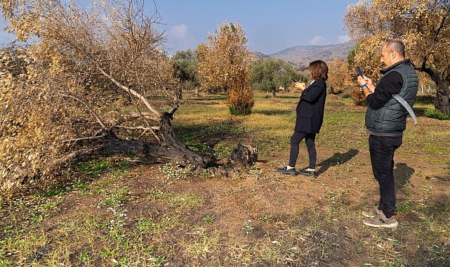 İzmir Büyükşehir yanan zeytin ağaçlarının yaşatılması için çalışma başlattı  Zeytin ağaçları küllerinden doğacak