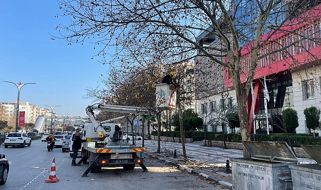 Mimar Sinan Bulvarı’ndaki Çınar Ağaçlarına Kış Bakımı Yapıldı