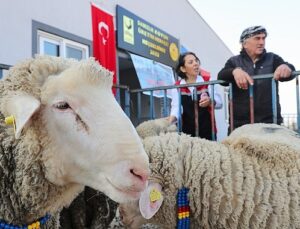 Aliağa Belediyesi’nden Üreticilere Koç Desteği