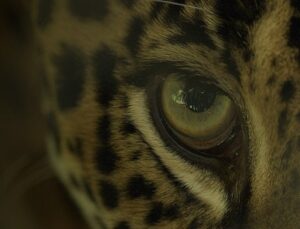 Büyük Kediler Kuşağı’ndan ‘Jaguar Sahili’ 2 Şubat Pazar Günü 20.00’de National Geographic WILD Ekranlarında!