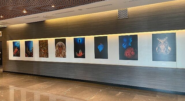 “Okyanusların Mirası” Sualtı Fotoğraf Sergisi Memorial Sanat Galerisi’nde
