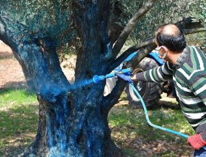 Zeytin üreticisine “ilaç” oldu