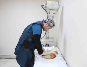 Sokak hayvanlarına Büyükşehir şefkati